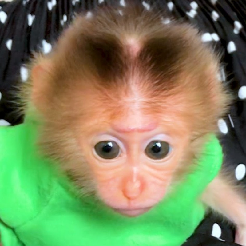 Monkey Marry