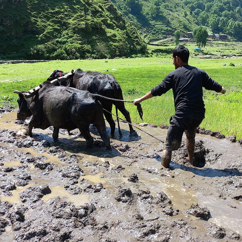 Real Nepali Life