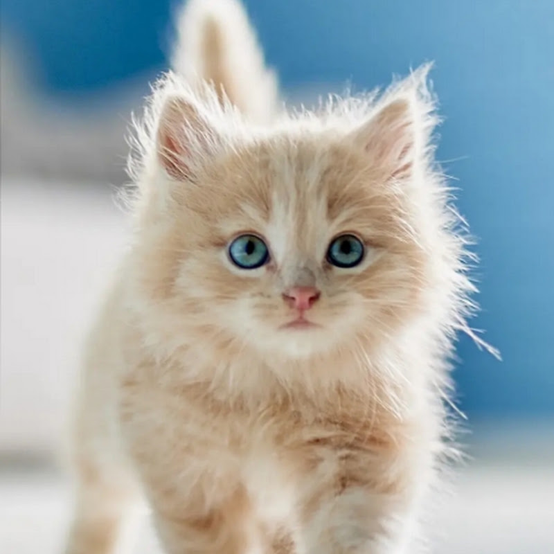 Juvich Tutorials & CATS Videos
