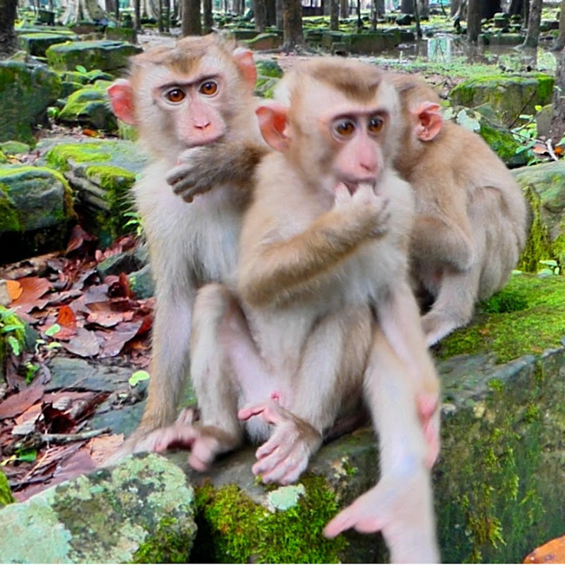  Monkey ZOO