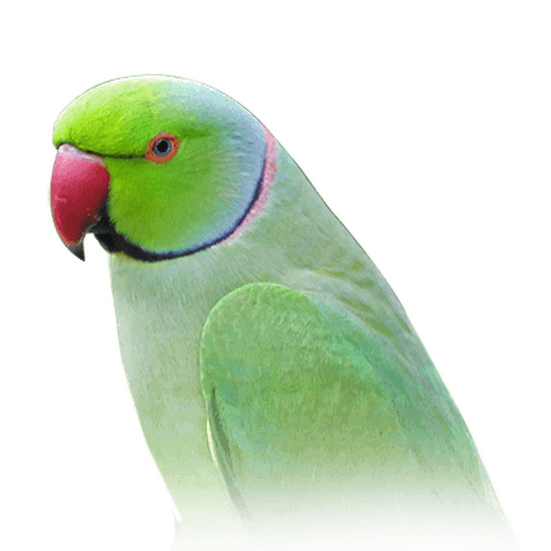 PARROT LIFE