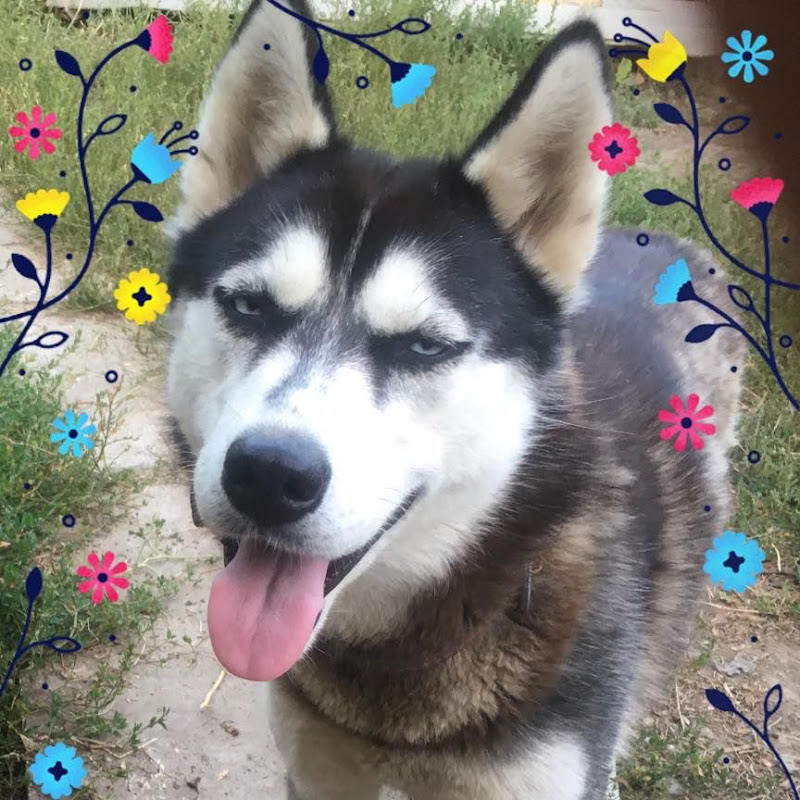 Husky