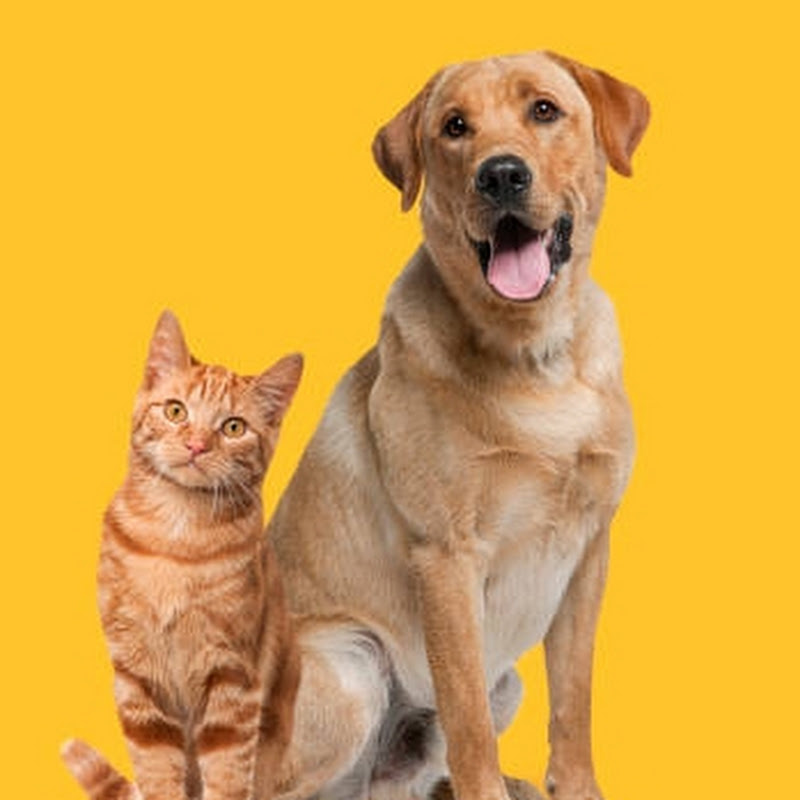 Animal Fun Facts
