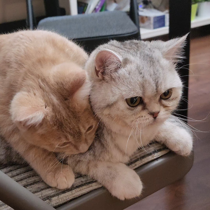 Whisker Whispers