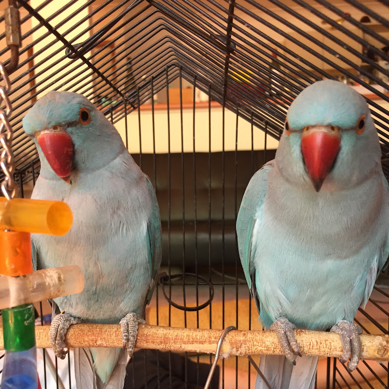 Bird Claw’s Life