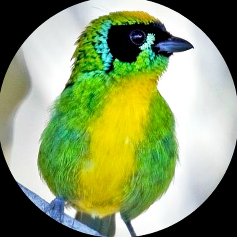 CANARIO BELGA MG