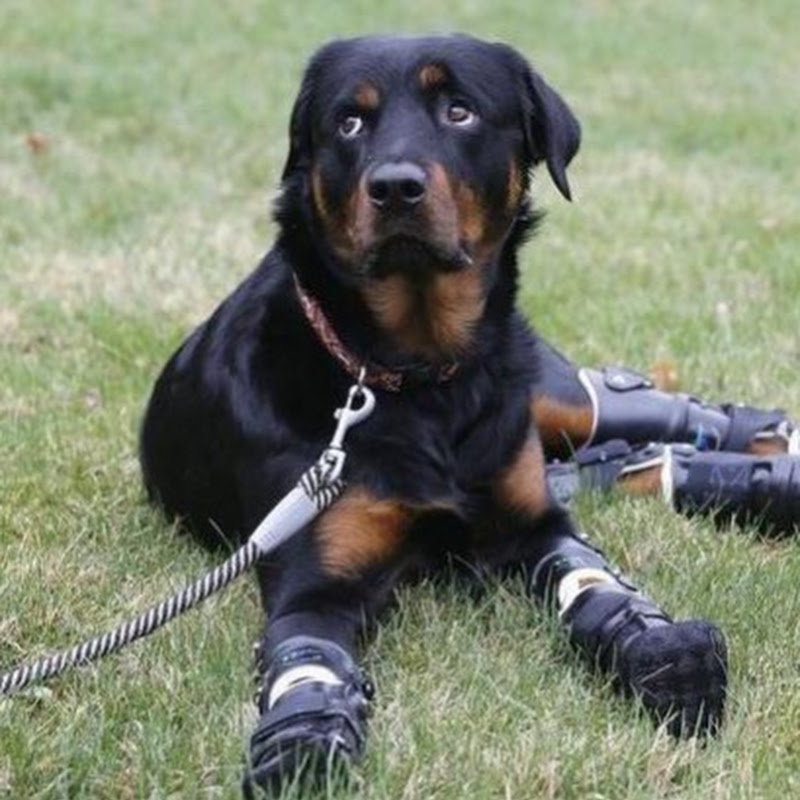 Smart dog 543