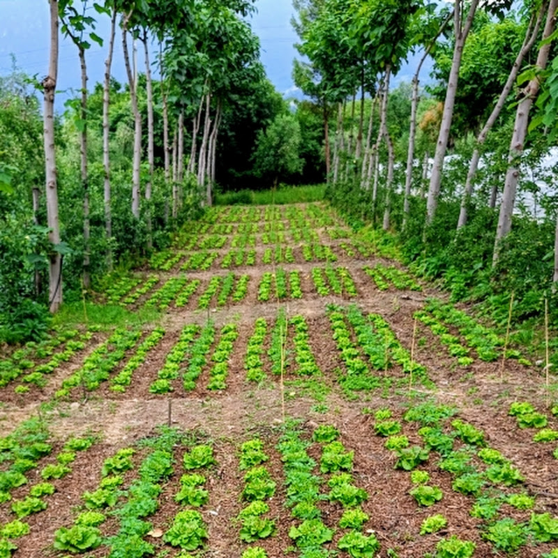 Marcilo Agro 