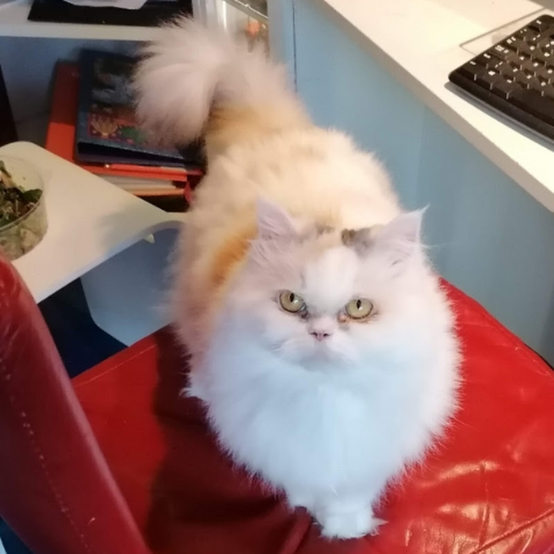 Lotty's Cats Tube