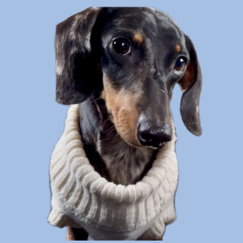Theo the Dachshund