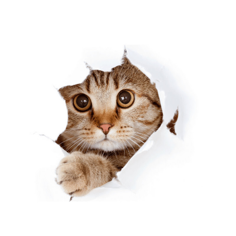 MeowBulus