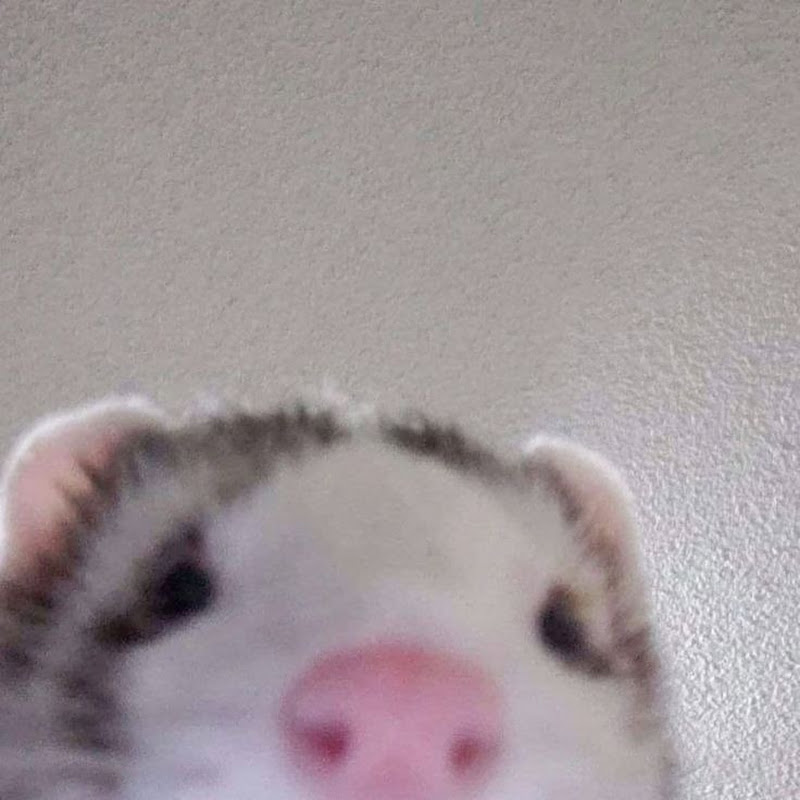 memeferret