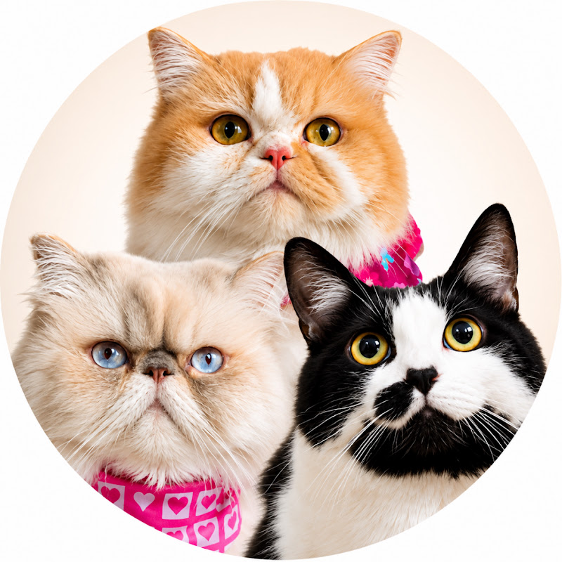 Peach Cats Club