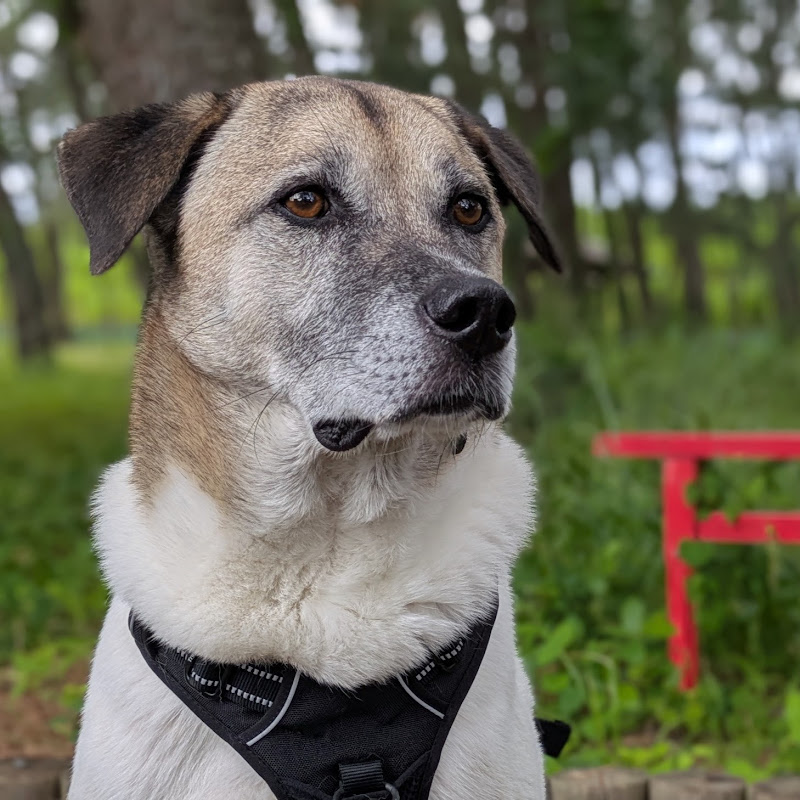Good Boy Chevy 🐾 (a rescued dog's 2nd life) 