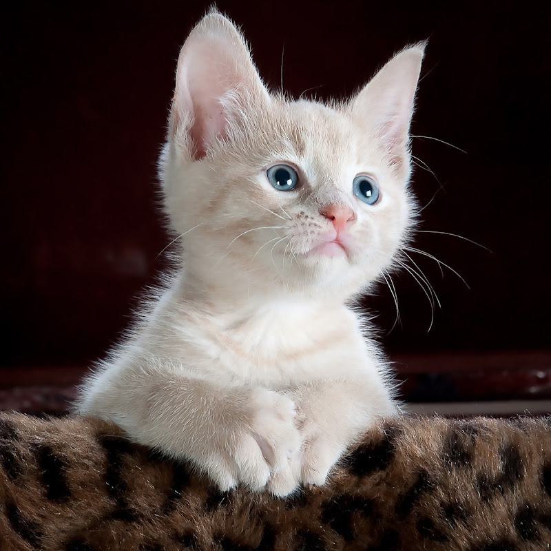 AI Cat Cafe