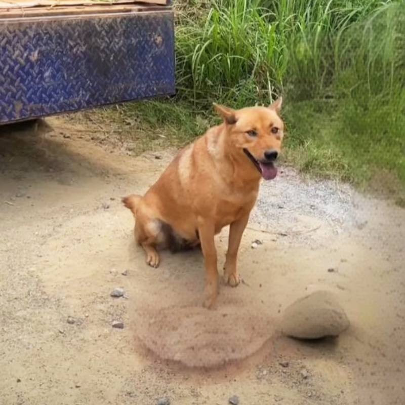VDS Smart Dog