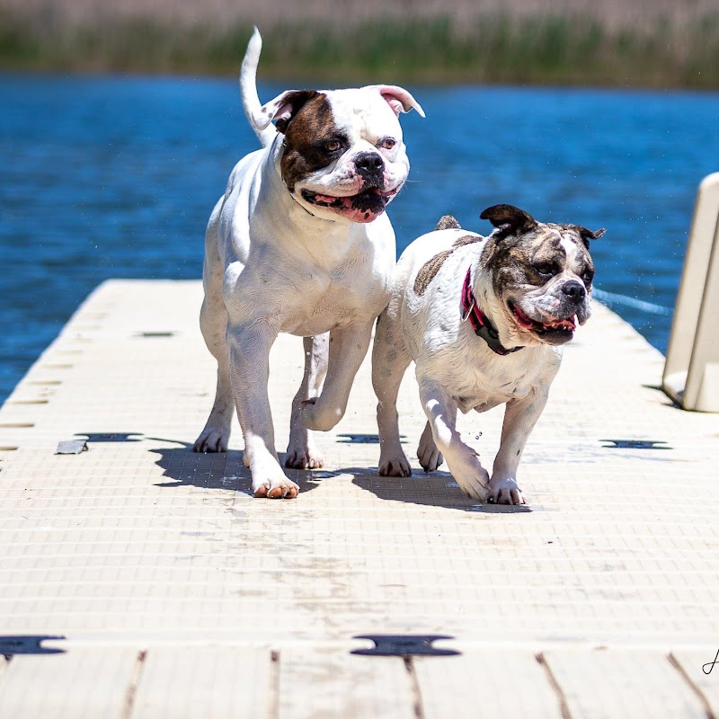 Stella and Petey